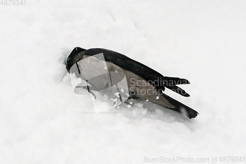 Image of Hooded Crows, Corvus Cornix, Taking A Snow Bath