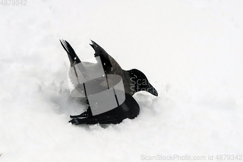 Image of Hooded Crows, Corvus Cornix, Taking A Snow Bath