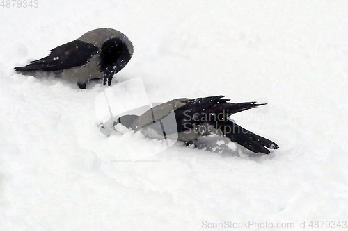 Image of Hooded Crows, Corvus Cornix, Bathing in Freshly Fallen Snow