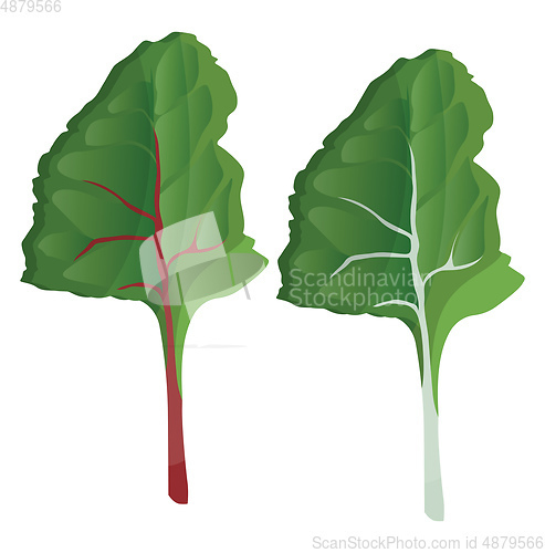 Image of Green silver beet leafs vector illustration of vegetables on whi