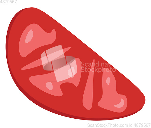 Image of A slice of tomato vector or color illustration