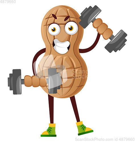 Image of Peanut working with weights, illustration, vector on white backg