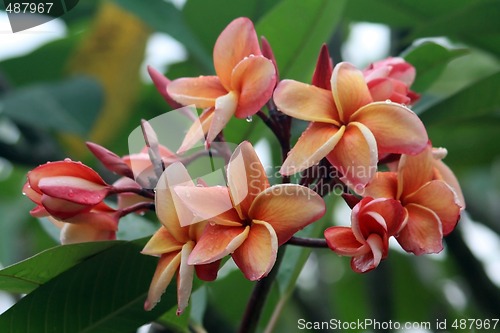 Image of Frangipani (Plumeria)