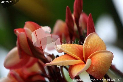 Image of Frangipani (Plumeria)