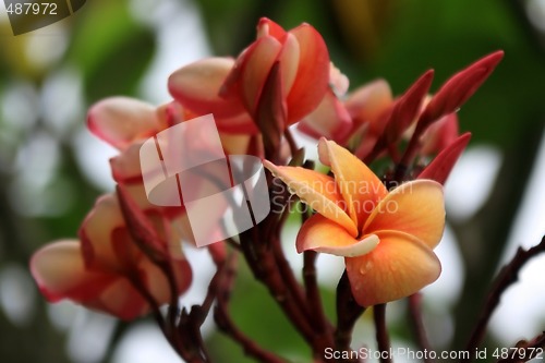 Image of Frangipani (Plumeria)