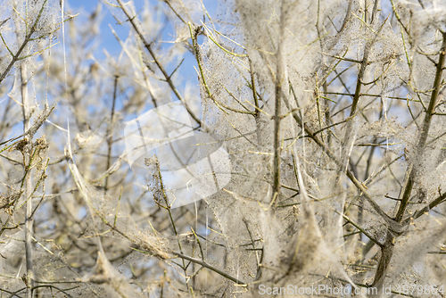 Image of ermine moth web