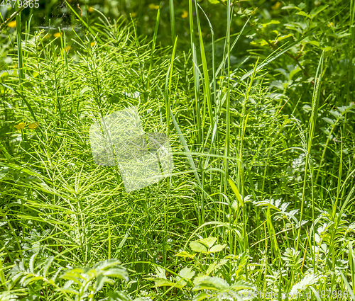 Image of mostly horsetail plants closeup