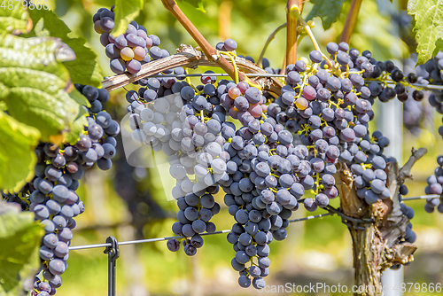 Image of blue grapes closeup