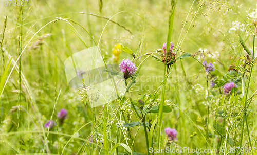 Image of wildflowers at spring time