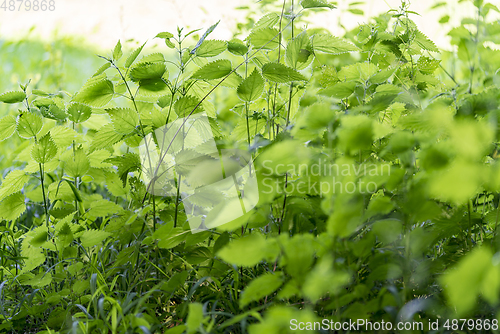 Image of dense ground cover vegetation