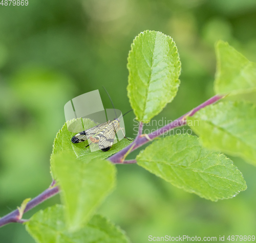 Image of scorpionfly in natural ambiance