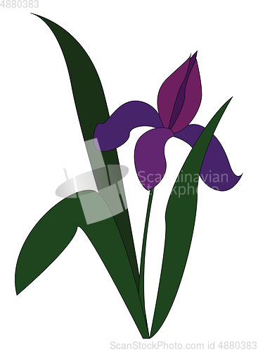 Image of Purple lily with green leaves vector illustration on white backg