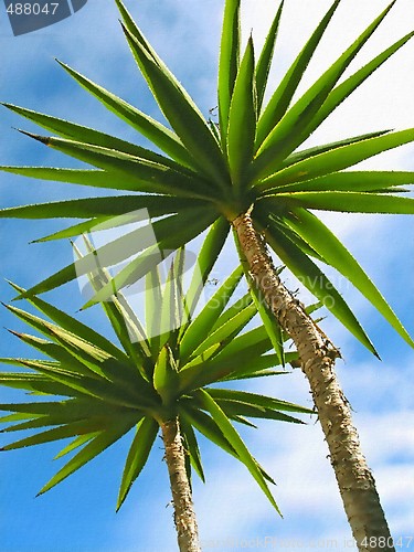 Image of Palm Trees1