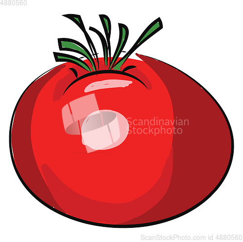 Image of A red tomato, vector color illustration.