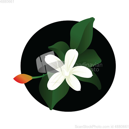 Image of Vector illustration of white jasmine flower with orange bud and 