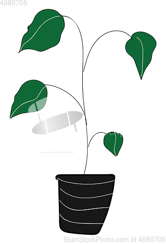 Image of Houseplant with big green leaves illustration color vector on wh