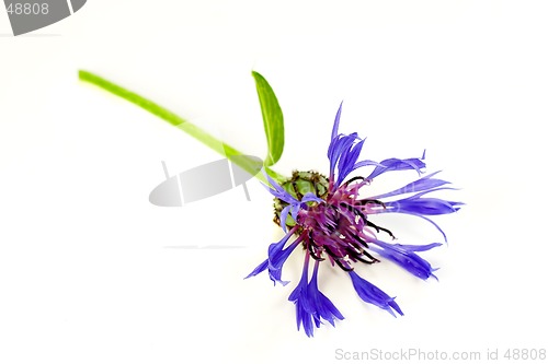 Image of Bachelor's Button Isolated on White Background