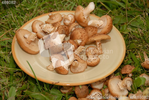 Image of Mushrooms on the plate