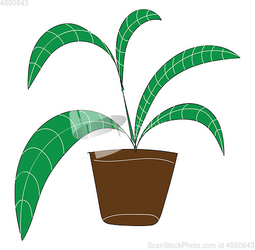 Image of Palm plant with long green leaves in brown flower pot vector ill
