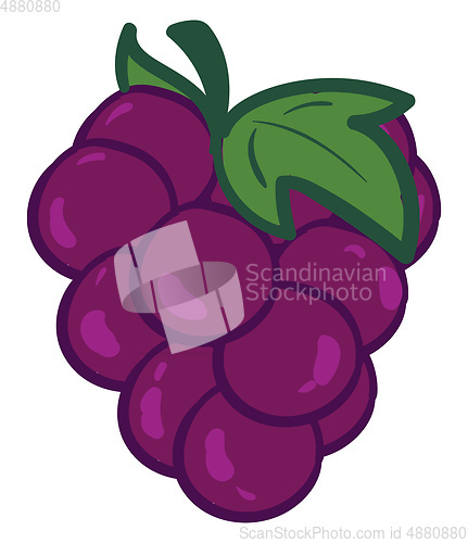 Image of A bunch of purple grapes vector or color illustration