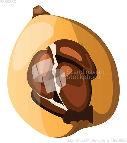 Image of Cartoon of a brown and yellow loquat fruit vector illustration o