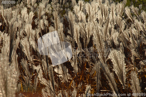 Image of Autumn grass in a field