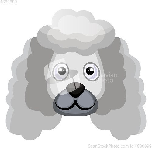 Image of Poodle illustration vector on white background