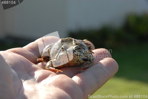 Image of toad