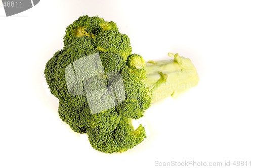 Image of A Perfect Stalk of Broccoli