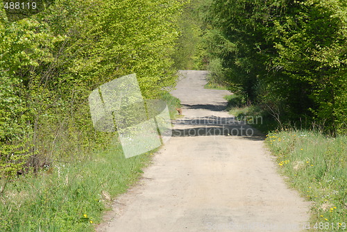 Image of forest path