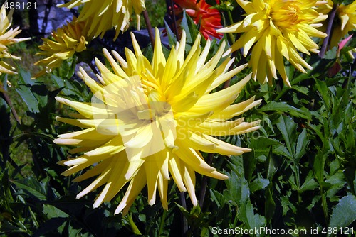 Image of flowers in my garden