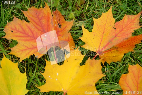 Image of leaves