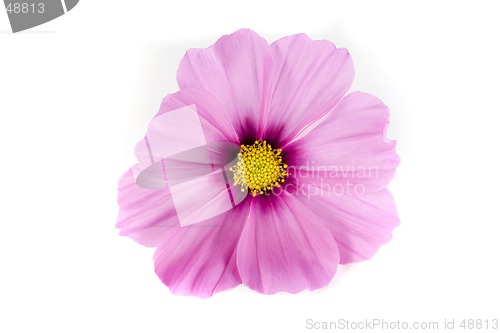 Image of Pink Cosmos Isolated on White Background