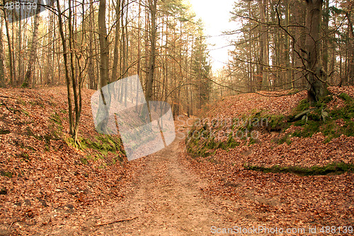 Image of road in forest