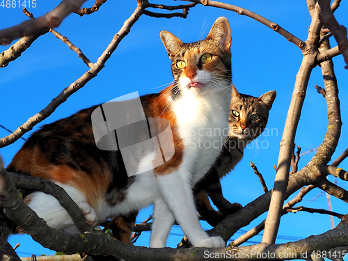 Image of Cats On The Trees.