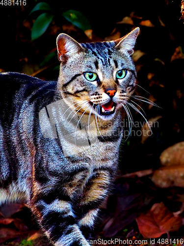 Image of Feral Cat Expression