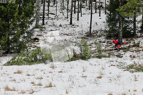 Image of Logger Cutting a Pine Tree in Winter