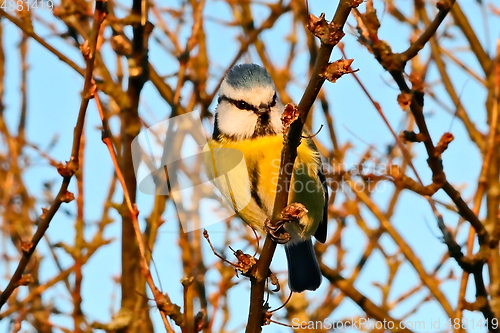 Image of Eurasian Blue Tit, Cyanistes caeruleus Perched