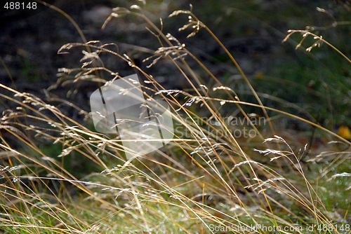 Image of Long grass on the sun
