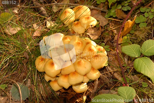 Image of mushrooms in forest