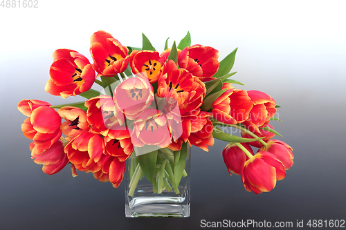 Image of Red and Yellow Tulip Flower Spring Composition