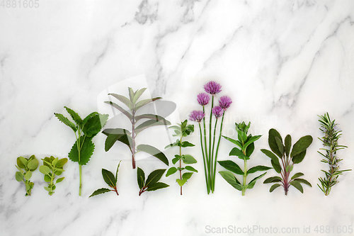 Image of Fresh Kitchen Garden Cooking Herbs 