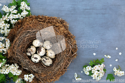 Image of Healthy Quail Eggs with Spring Hawthorn Blossom