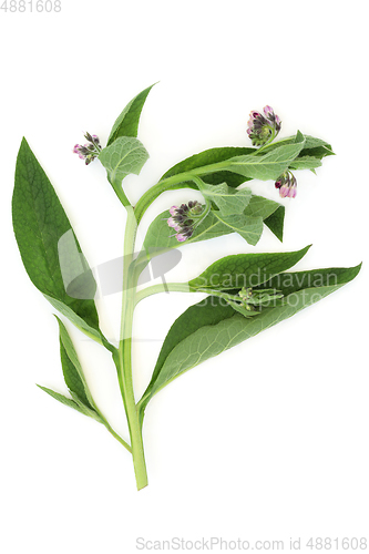 Image of Comfrey Herb Leaves for Herbal Medicine