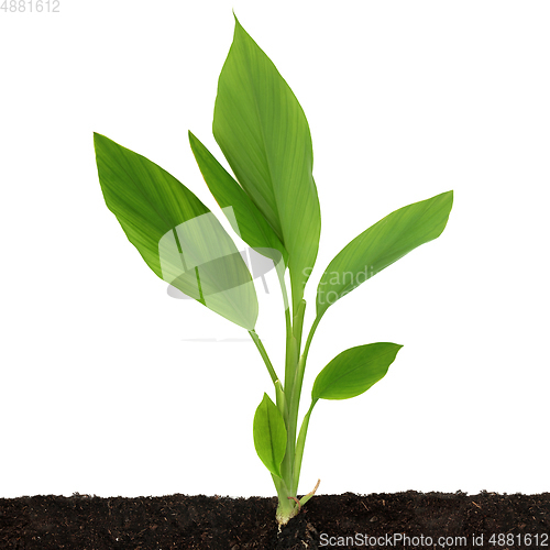 Image of Turmeric Leaves with Root in Soil 