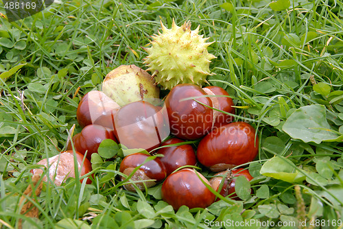 Image of Chestnuts in grass