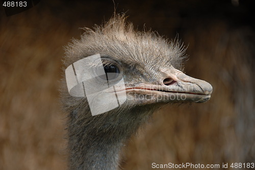 Image of Ostrich