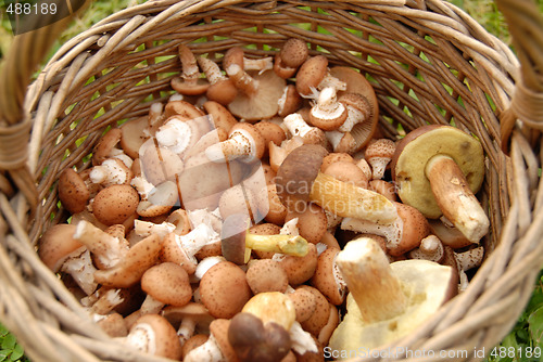 Image of Mushrooms in basket