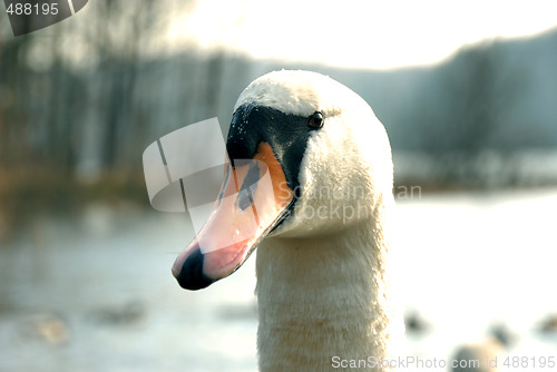 Image of swan