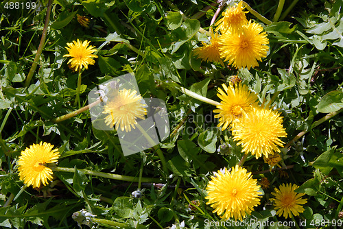 Image of Dandelions